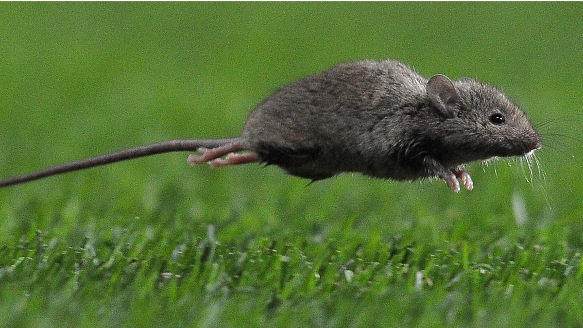 The Worst Of History: Rat Torture